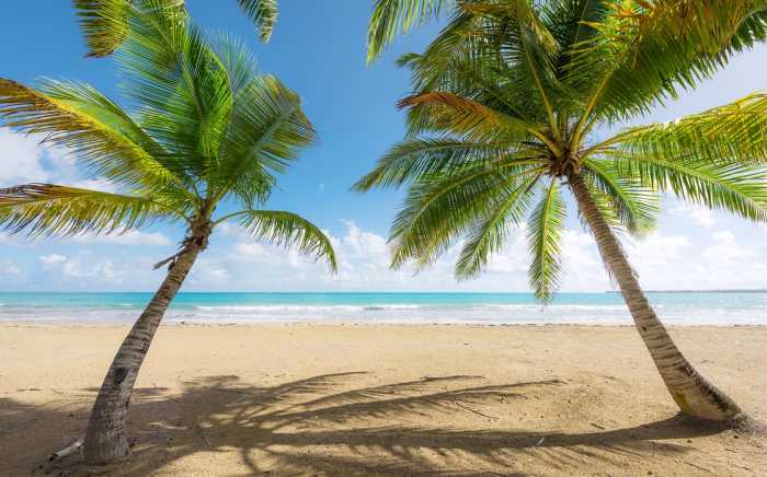 Standard Non-woven Caribbean Days II