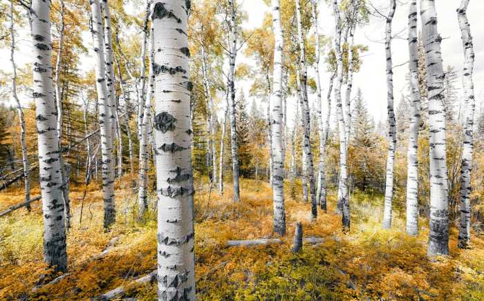 Standard Non-woven Colorful Aspenwoods