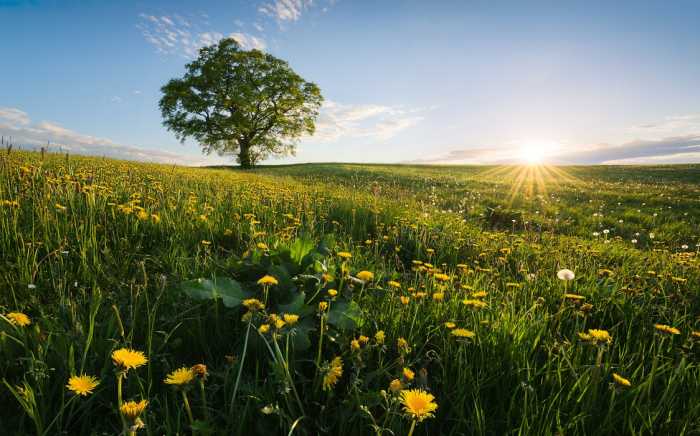 Standard Non-woven Frühling auf dem Land