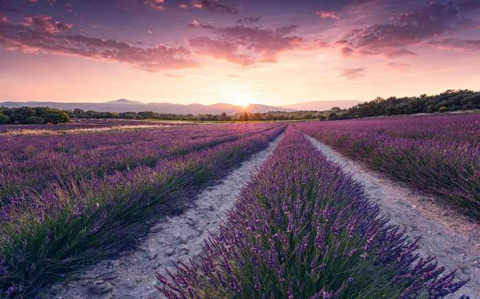 Standard Non-woven Lavender Dream