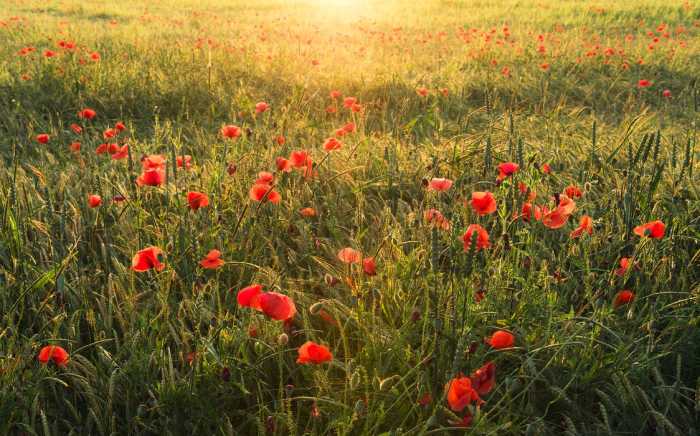 Standard Non-woven Poppy World I