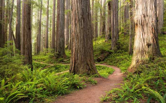 Standard Non-woven Redwood Trail