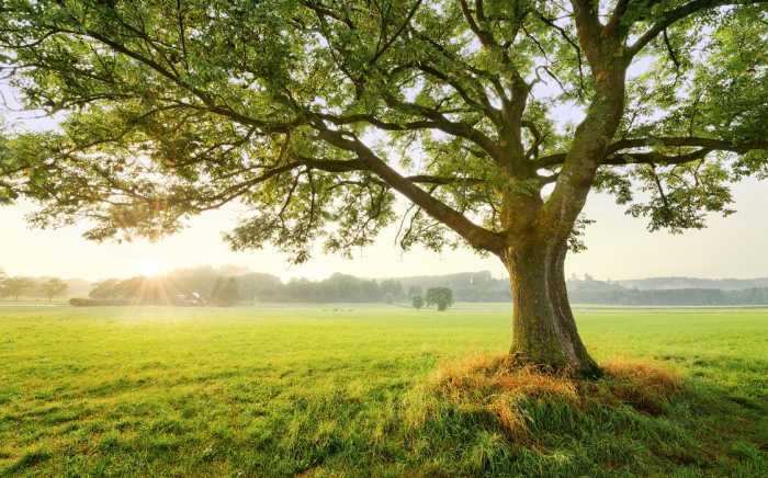 Standard Non-woven The Magic Tree