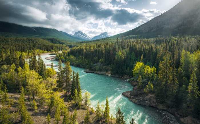 Standard Non-woven Wild Canada