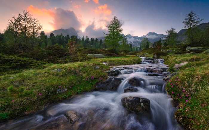 Standard Non-woven Wild Paradise