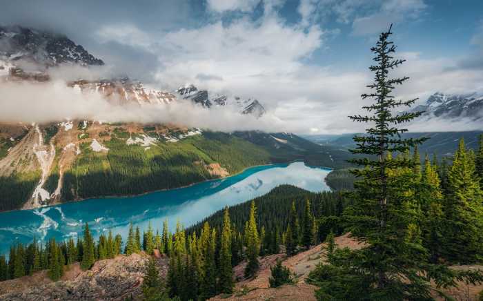 Standard Non-woven Wonderland Canada