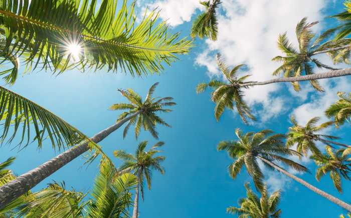 Standard Non-woven Coconut Heaven II 
