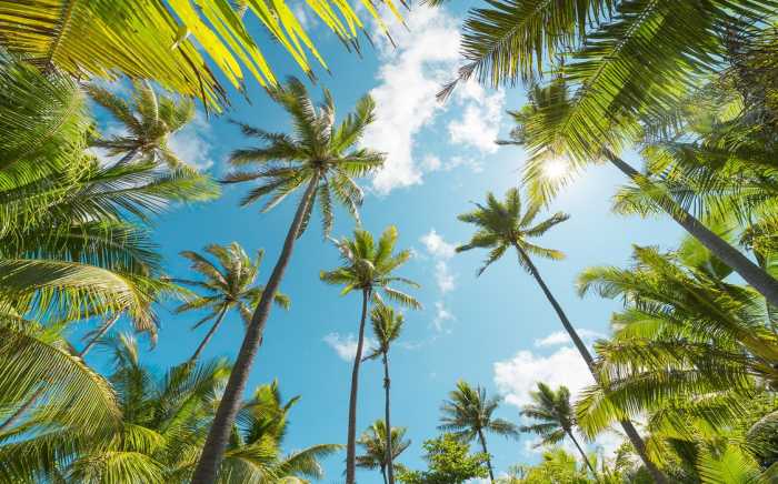 Standard Non-woven Coconut Heaven 
