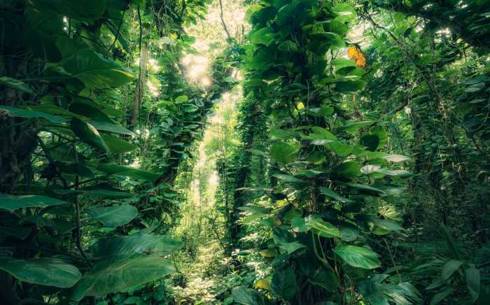 Standard Non-woven Green Leaves 
