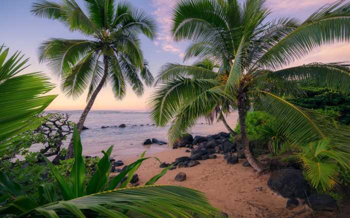 Standard Non-woven Hawaiian Dreams 