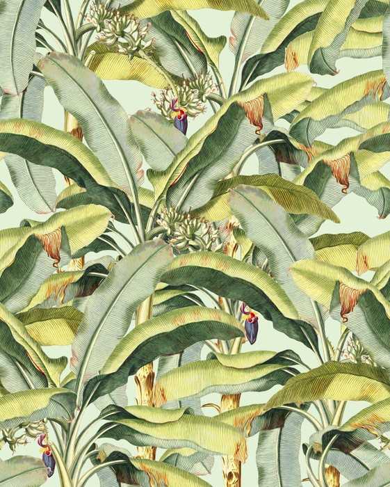 Standard Non-woven Banana Grove