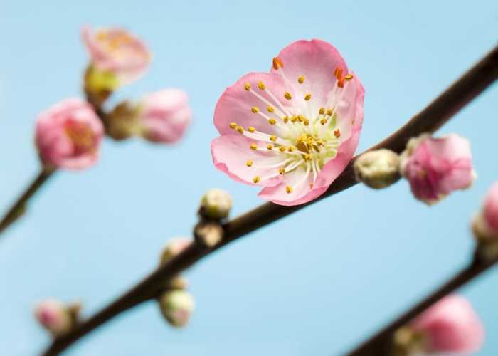 Standard Non-woven Peach Blossom