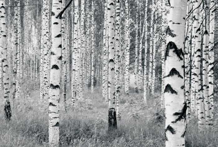 Standard Non-woven Woods