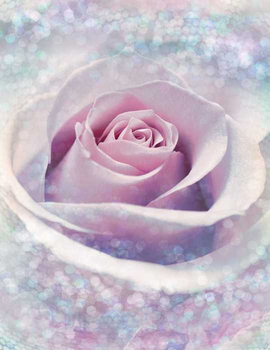Standard Non-woven Delicate Rose