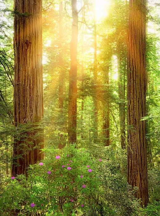 Standard Non-woven Redwood