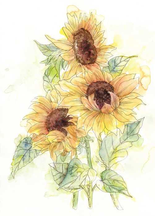 Standard Non-woven Girasol