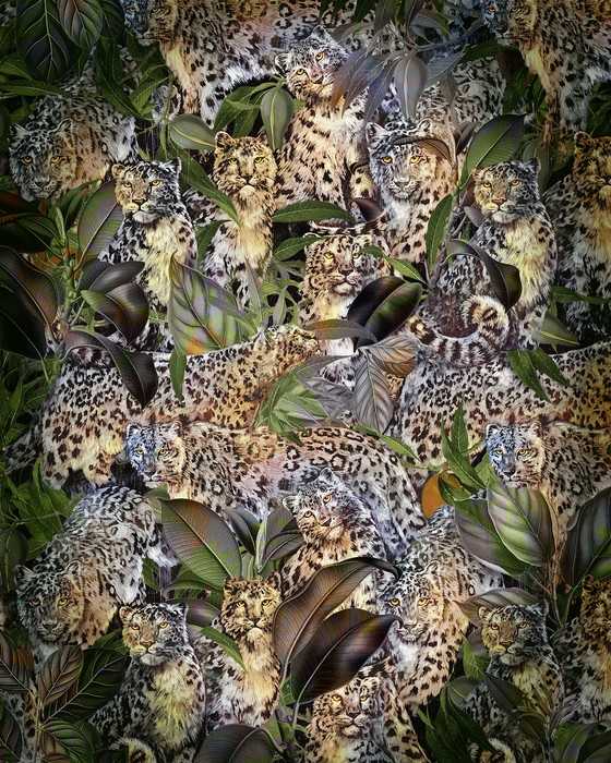 Standard Non-woven Wild Cats