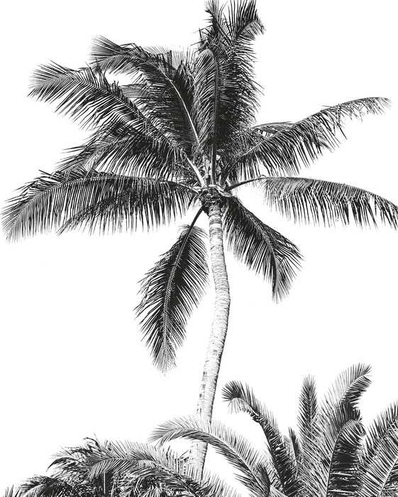 Standard Non-woven Retro Palm