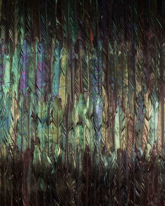 Standard Non-woven Dark Wings