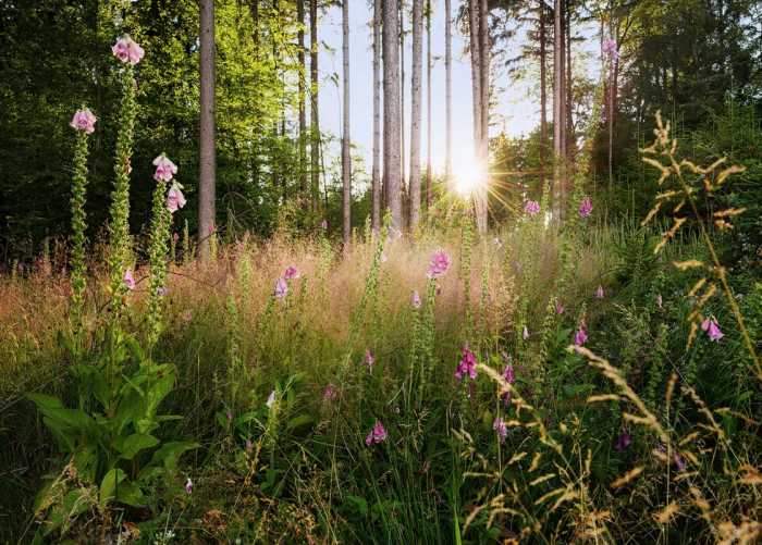 Standard Non-woven Summer Glade