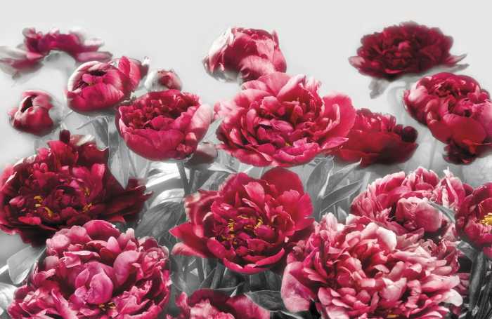 Standard Non-woven Temptation