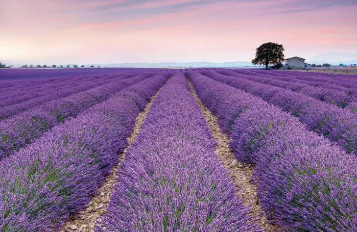 Standard Non-woven Provence