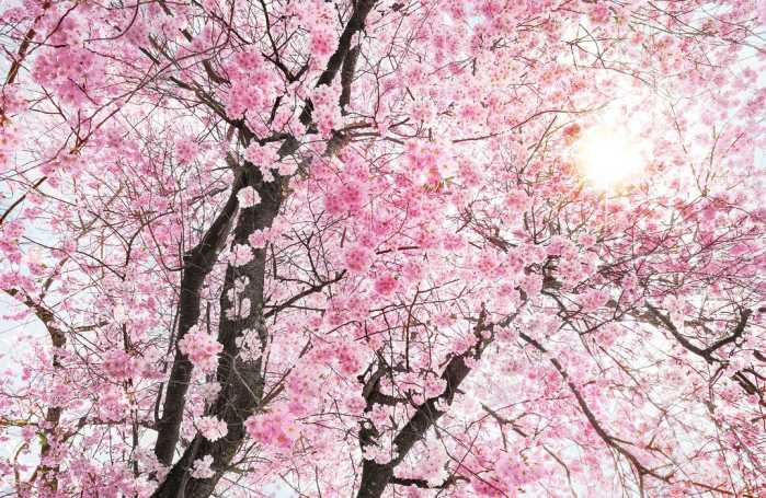 Standard Non-woven Bloom