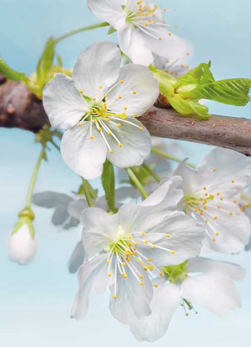 Non-woven Blossom