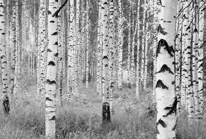 Non-woven Woods
