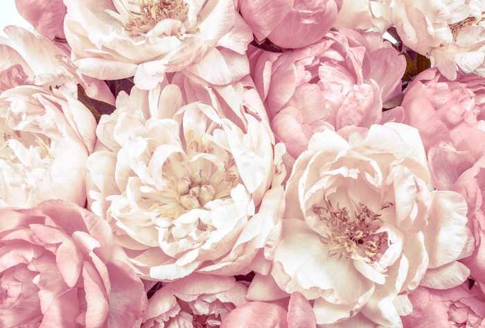 Non-woven Peonies