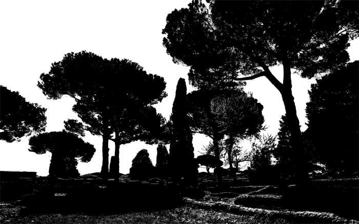 Digital wallpaper Pine Trees black-white