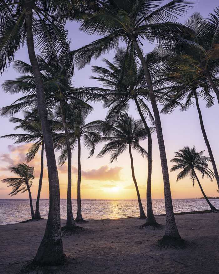 Digital wallpaper Palmtrees on Beach
