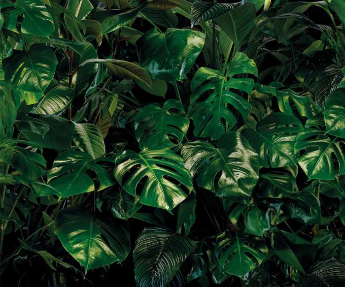 Photomural on non-woven Tropical Wall