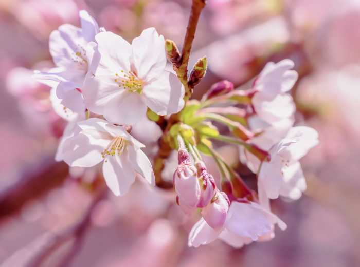 Non-woven photomural Pink Blossom