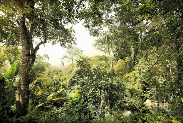 Non-woven photomural Dschungel
