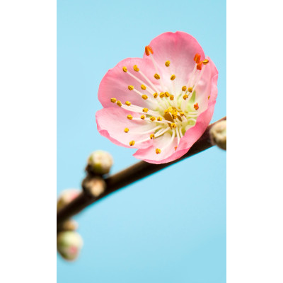 Peach Blossom