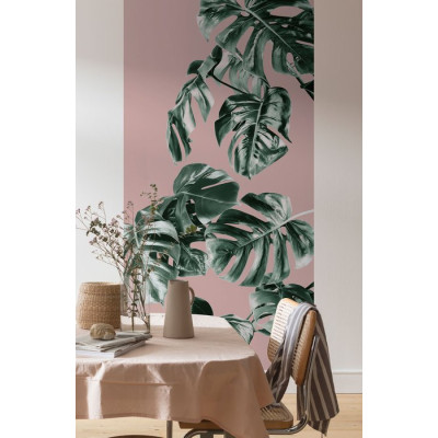 Monstera Rosé