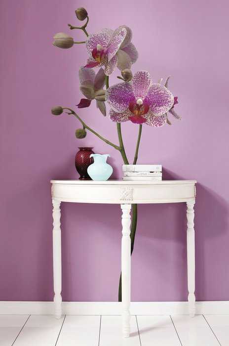  Orchidee