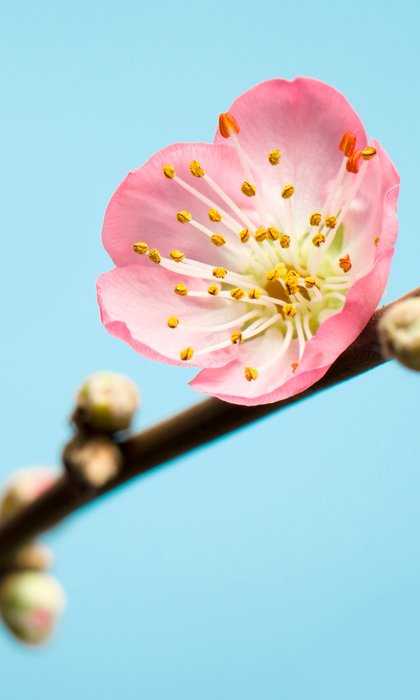 Standard Non-woven Peach Blossom