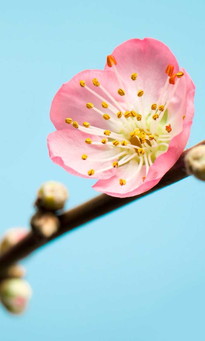 Digital wallpaper Peach Blossom