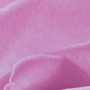 Pink Rose