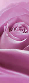 Pink Rose