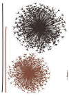 Pusteblume
