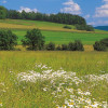 Meadow