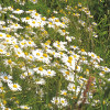 Meadow