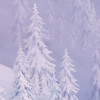 Frozen Forest