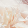 Spring Roses