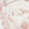 Spring Roses