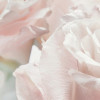 Spring Roses