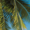 Coconut Bay